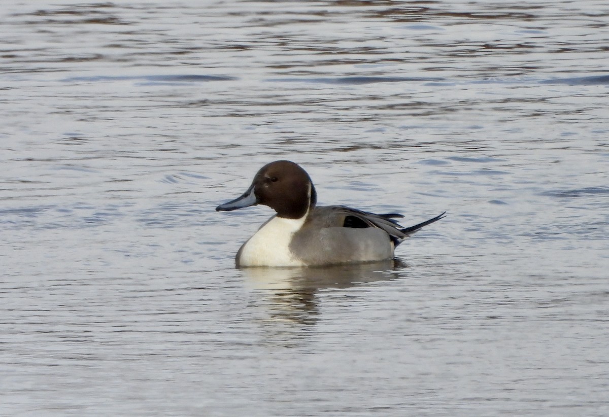 Northern Pintail - ML647069833