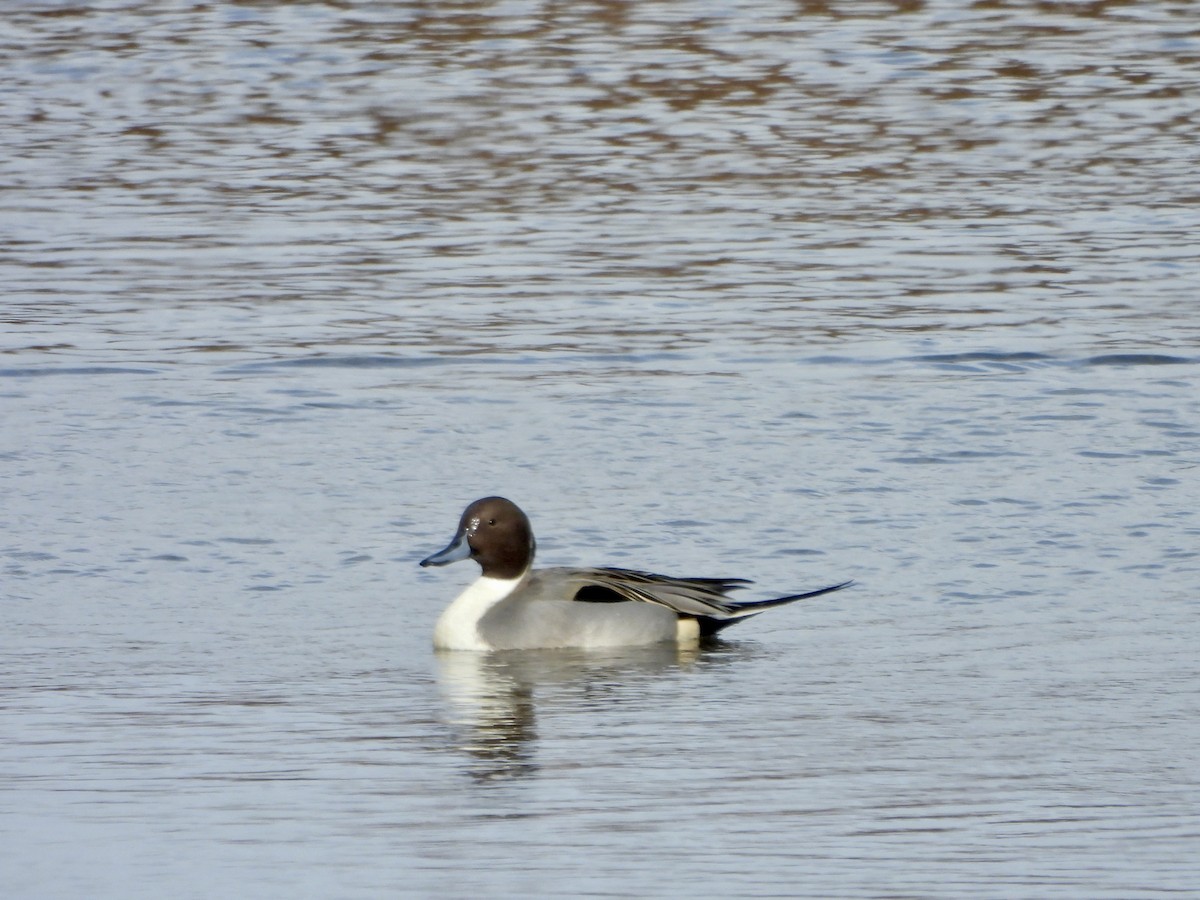 Northern Pintail - ML647069834