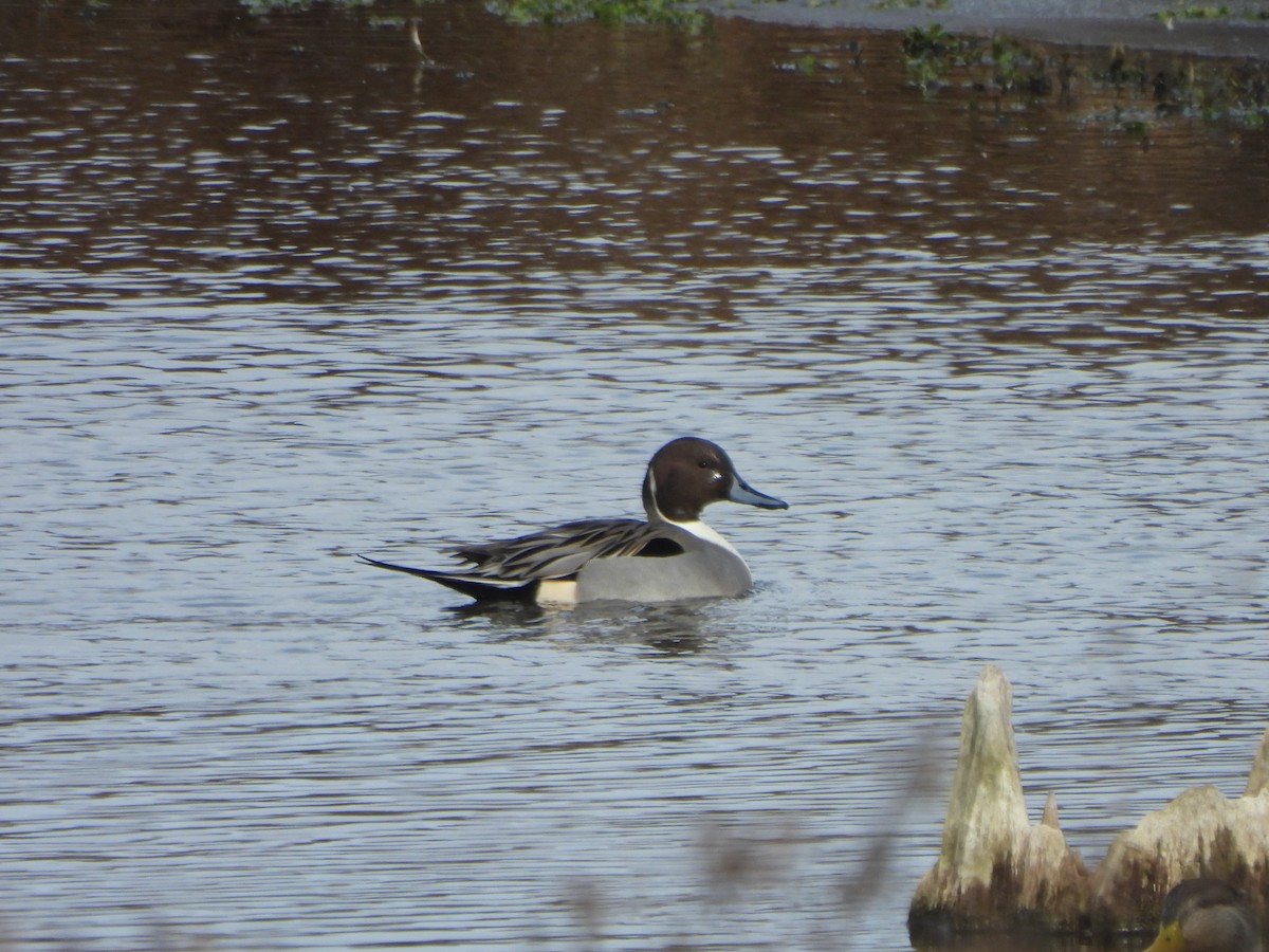 Northern Pintail - ML647069835