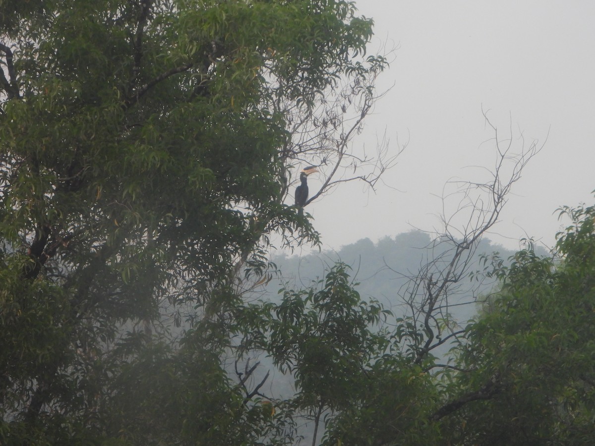 Malabar Pied-Hornbill - ML647069837