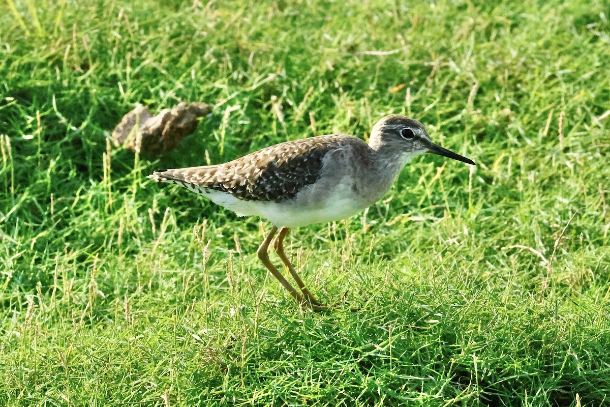 vodouš bahenní - ML647069840