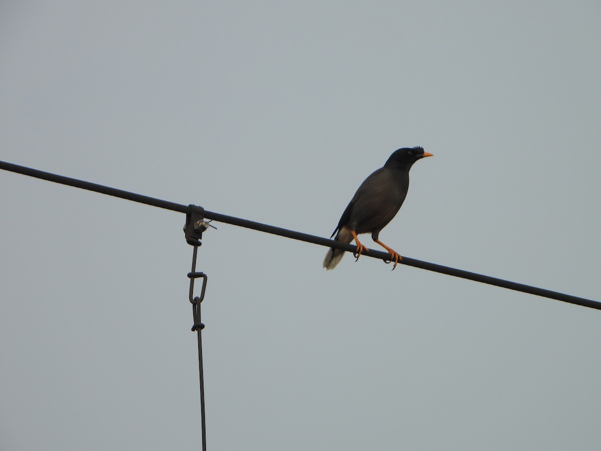 Jungle Myna - ML647069841