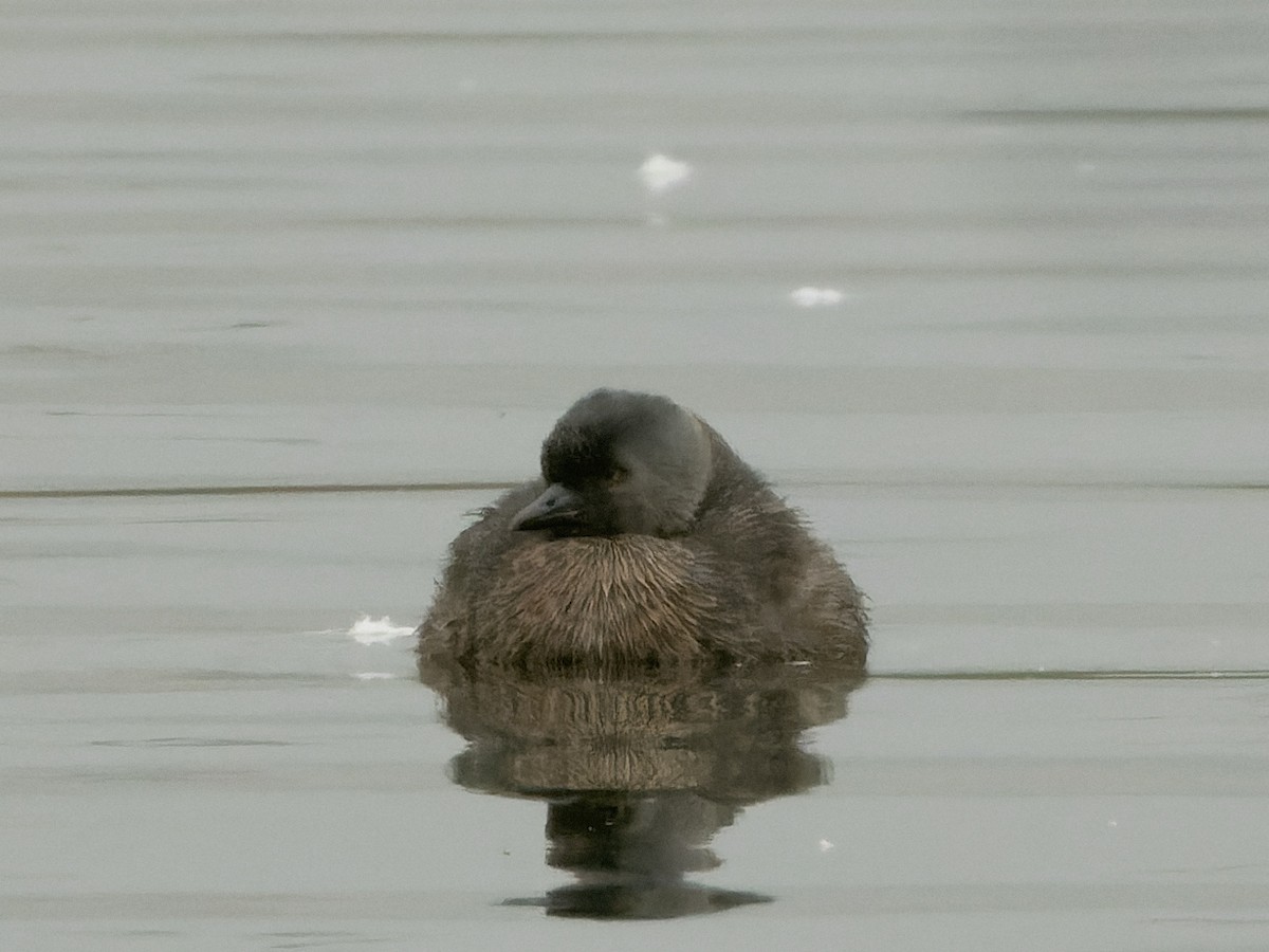 Least Grebe - ML647069842