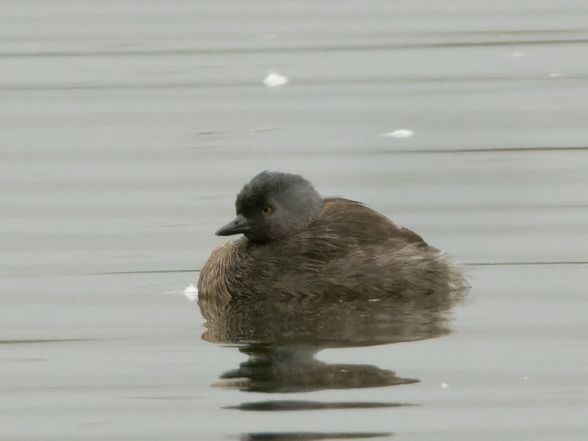 Least Grebe - ML647069843