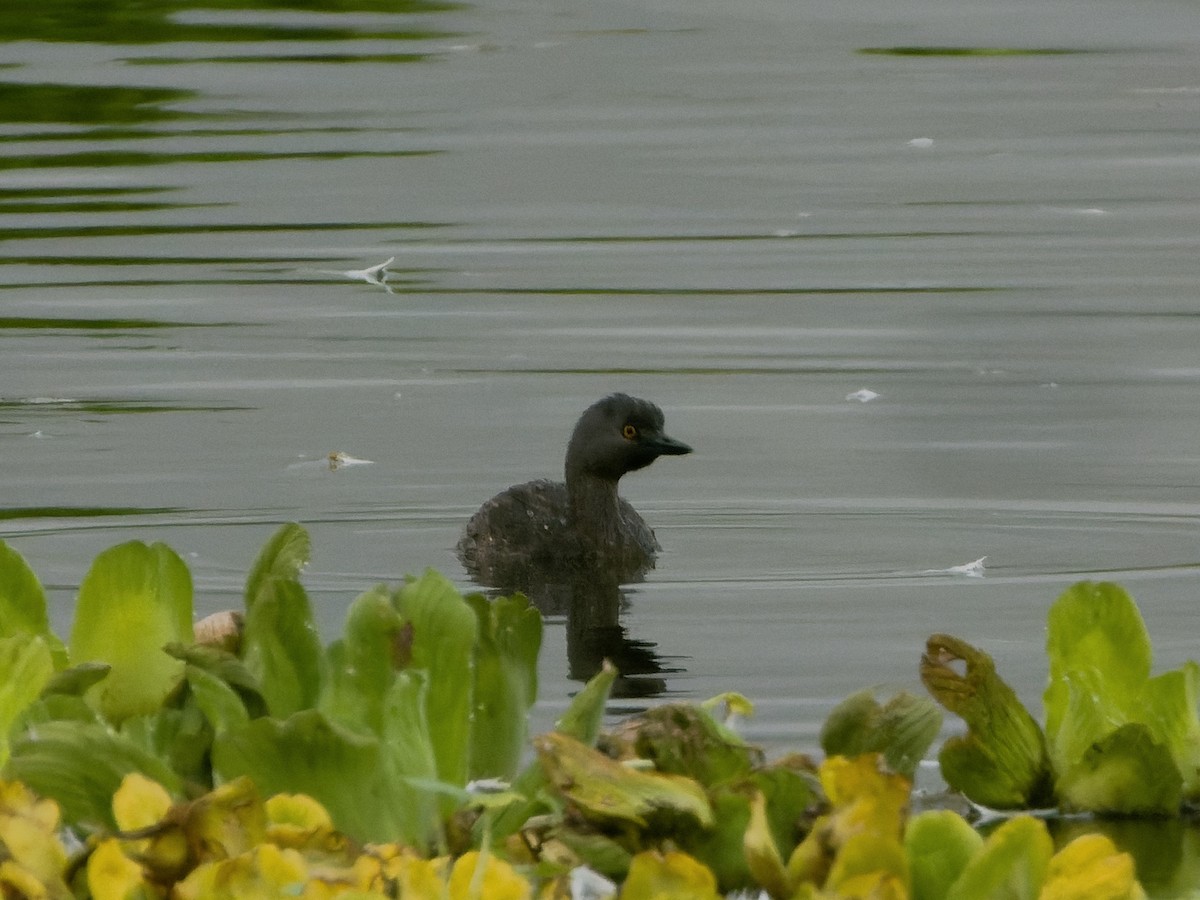 Least Grebe - ML647069844