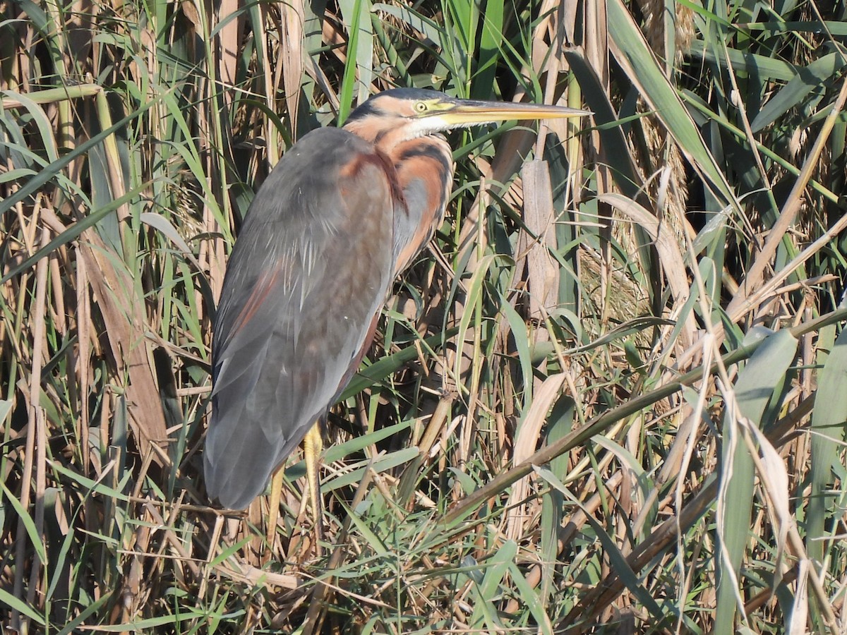 Purple Heron (Purple) - ML647069846