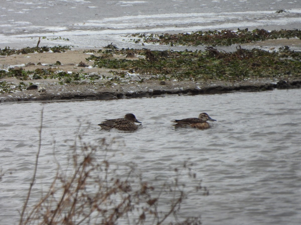 Green-winged Teal - ML647069855