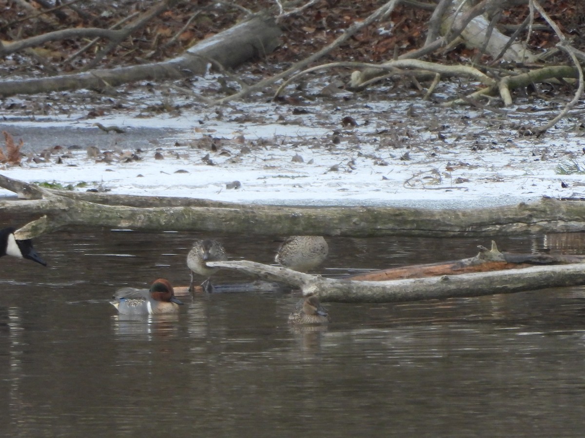 Green-winged Teal - ML647069856