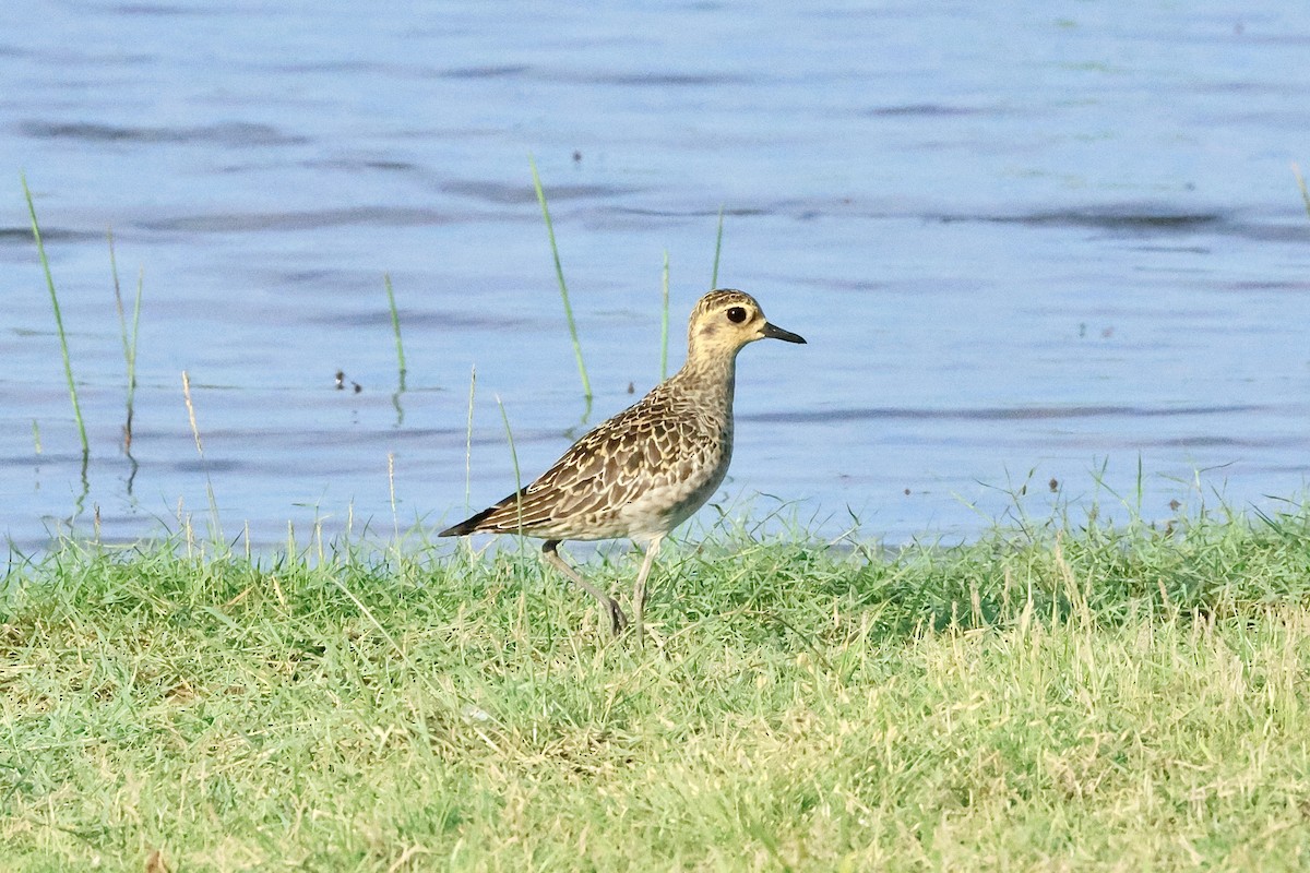 Küçük Altın Yağmurcun - ML647069859