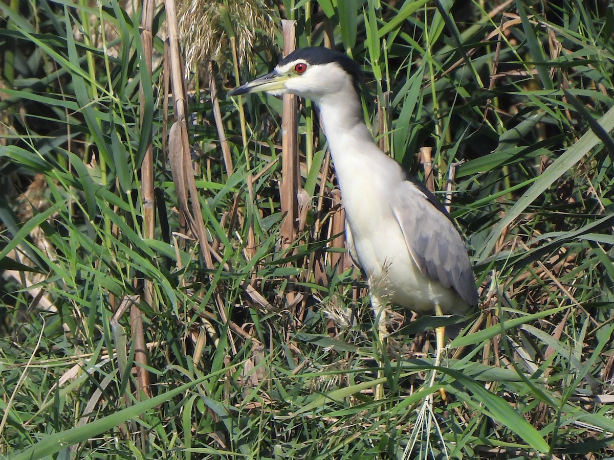 Black-crowned Night Heron - ML647069860