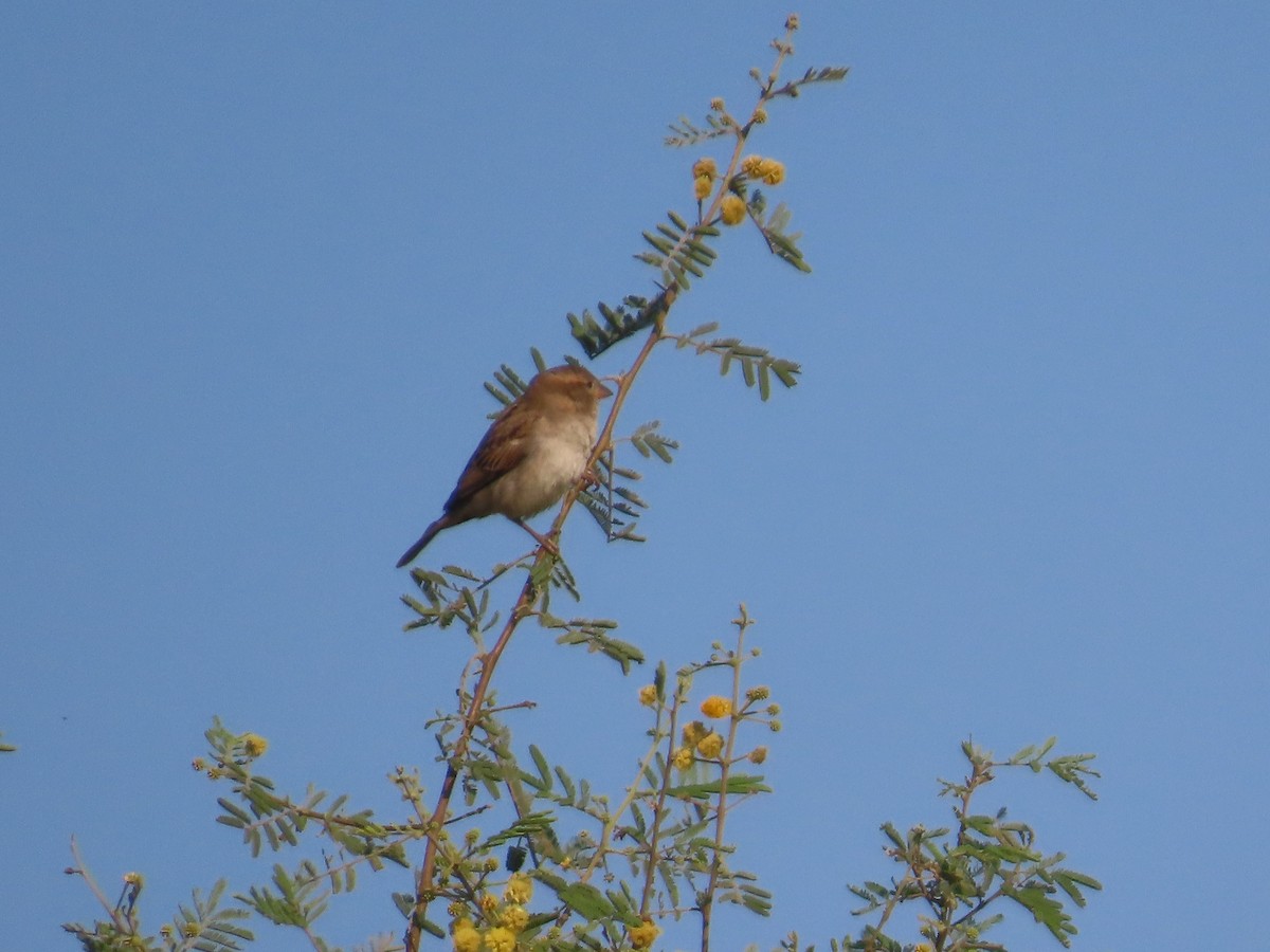 白喉文鳥 - ML647069861