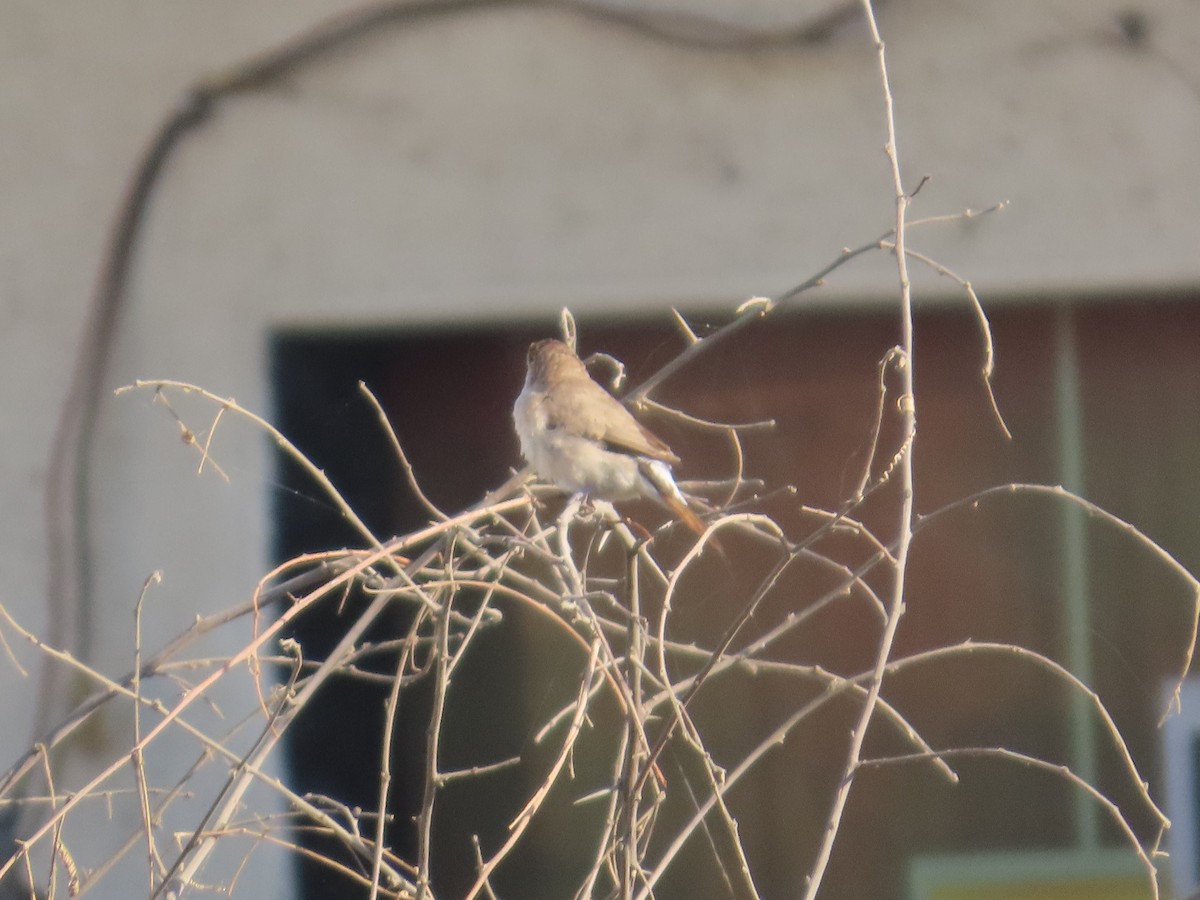 白喉文鳥 - ML647069864