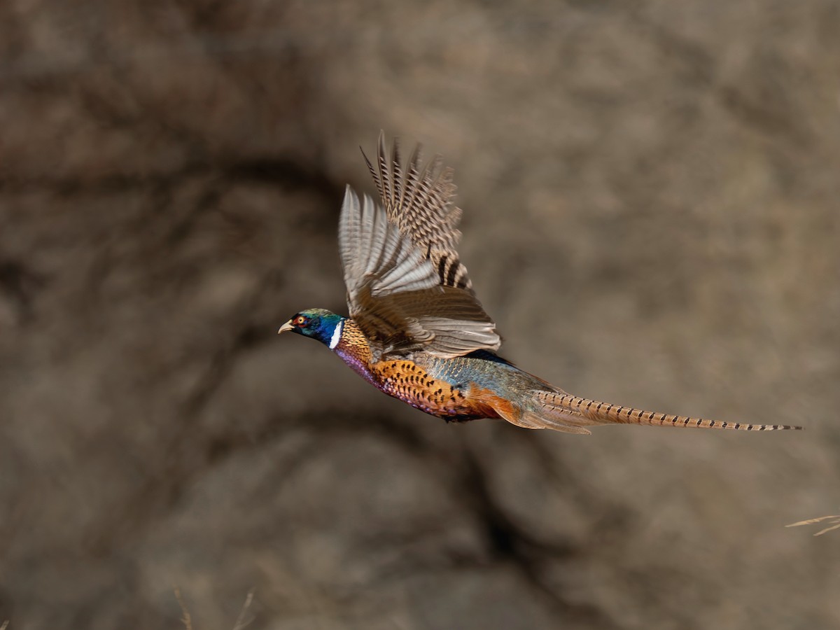 Ring-necked Pheasant - ML647069866