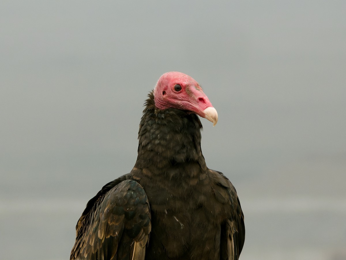 Turkey Vulture - ML647069867