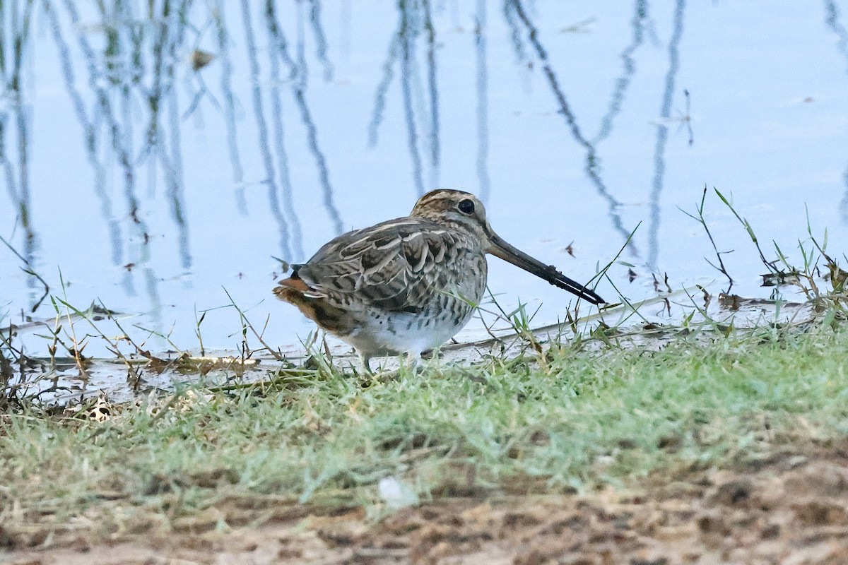 ハリオシギ - ML647069869