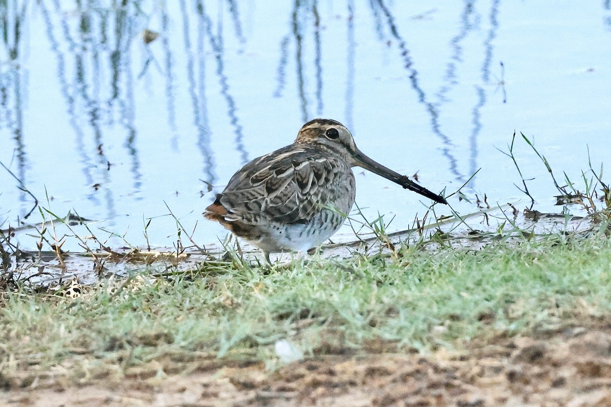 ハリオシギ - ML647069872