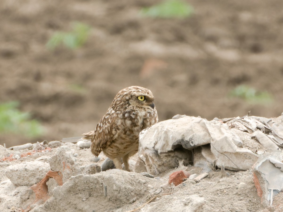 Burrowing Owl - ML647069875