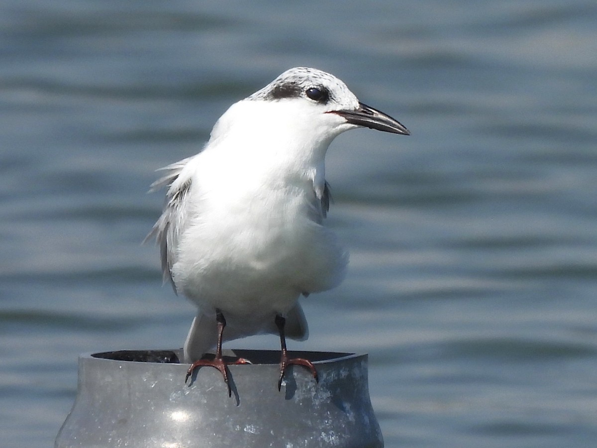 黑腹燕鷗 - ML647069877