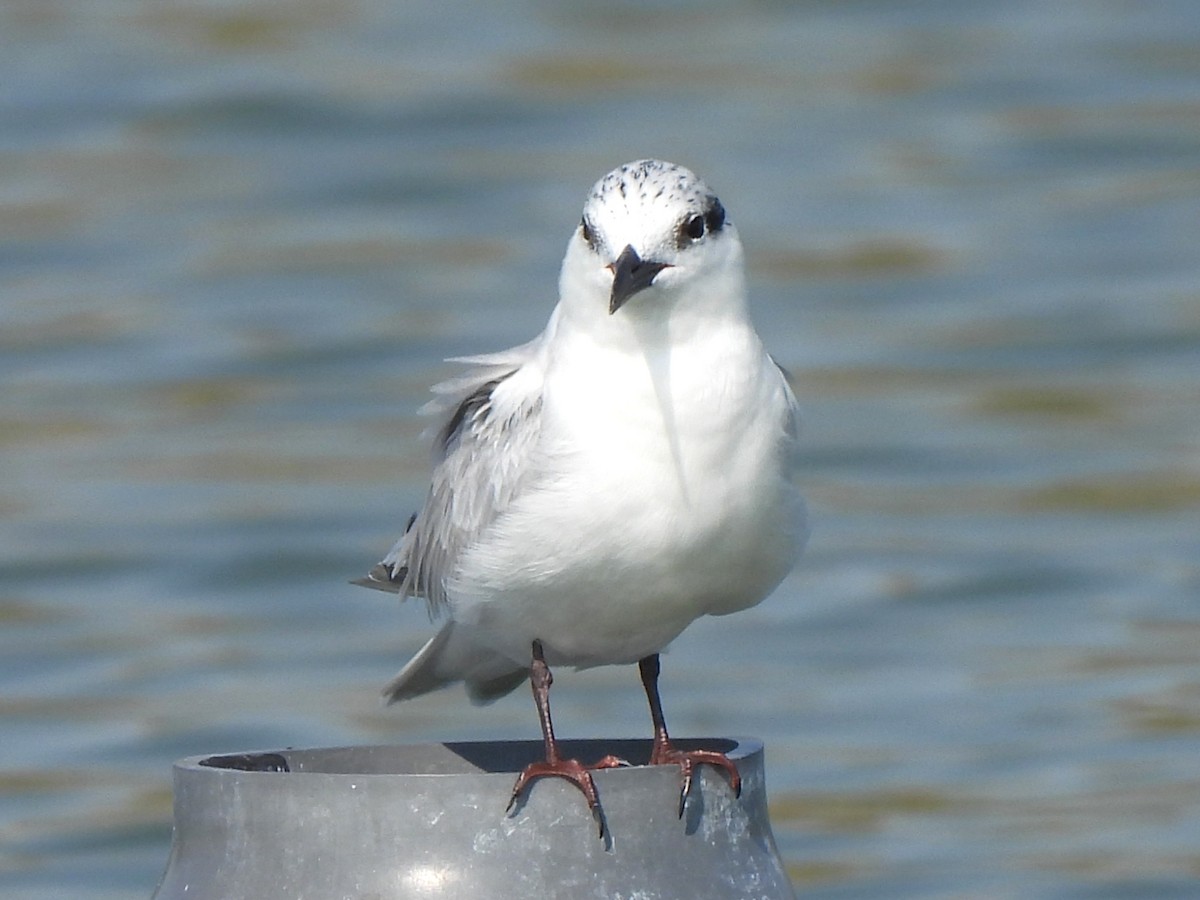 黑腹燕鷗 - ML647069878