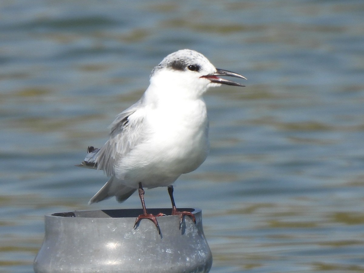 黑腹燕鷗 - ML647069879