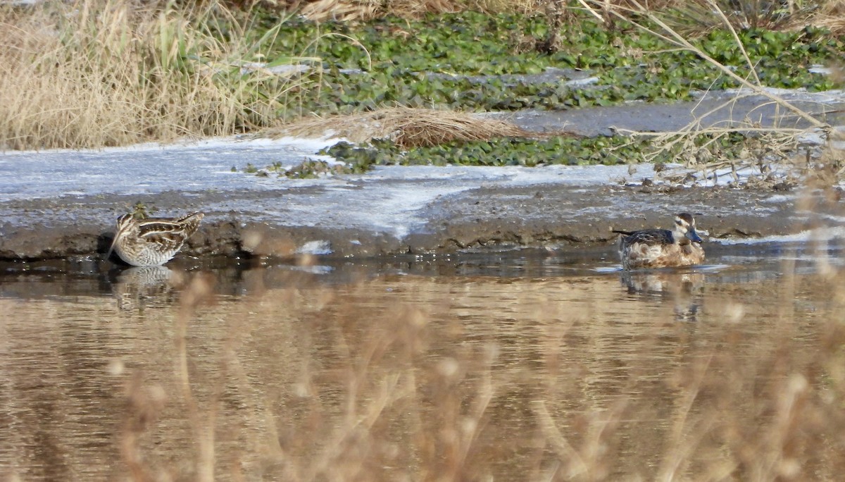 Wilson's Snipe - ML647069880