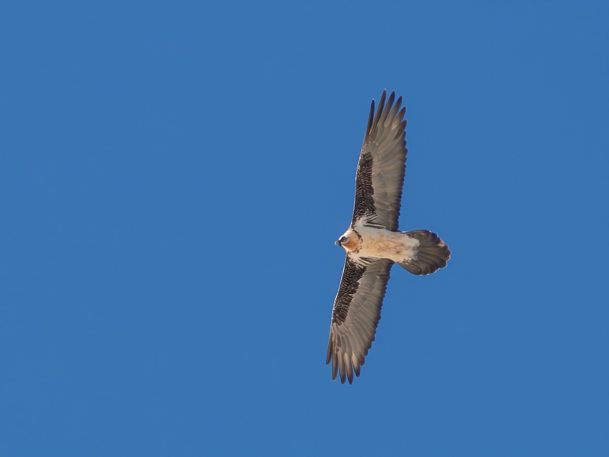 Bearded Vulture - ML647069881