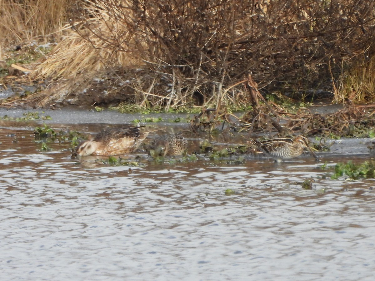 Wilson's Snipe - ML647069882