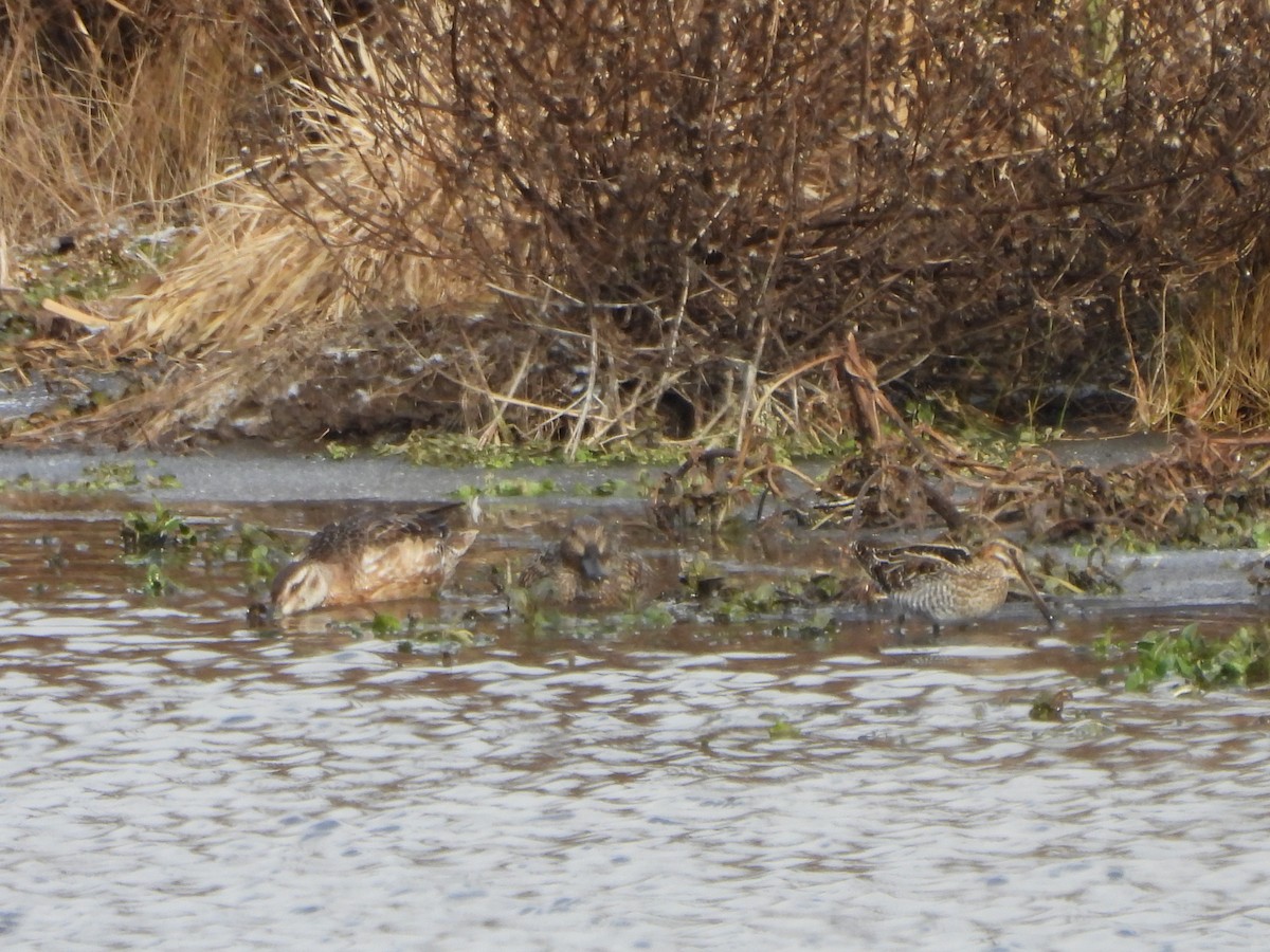 Wilson's Snipe - ML647069883