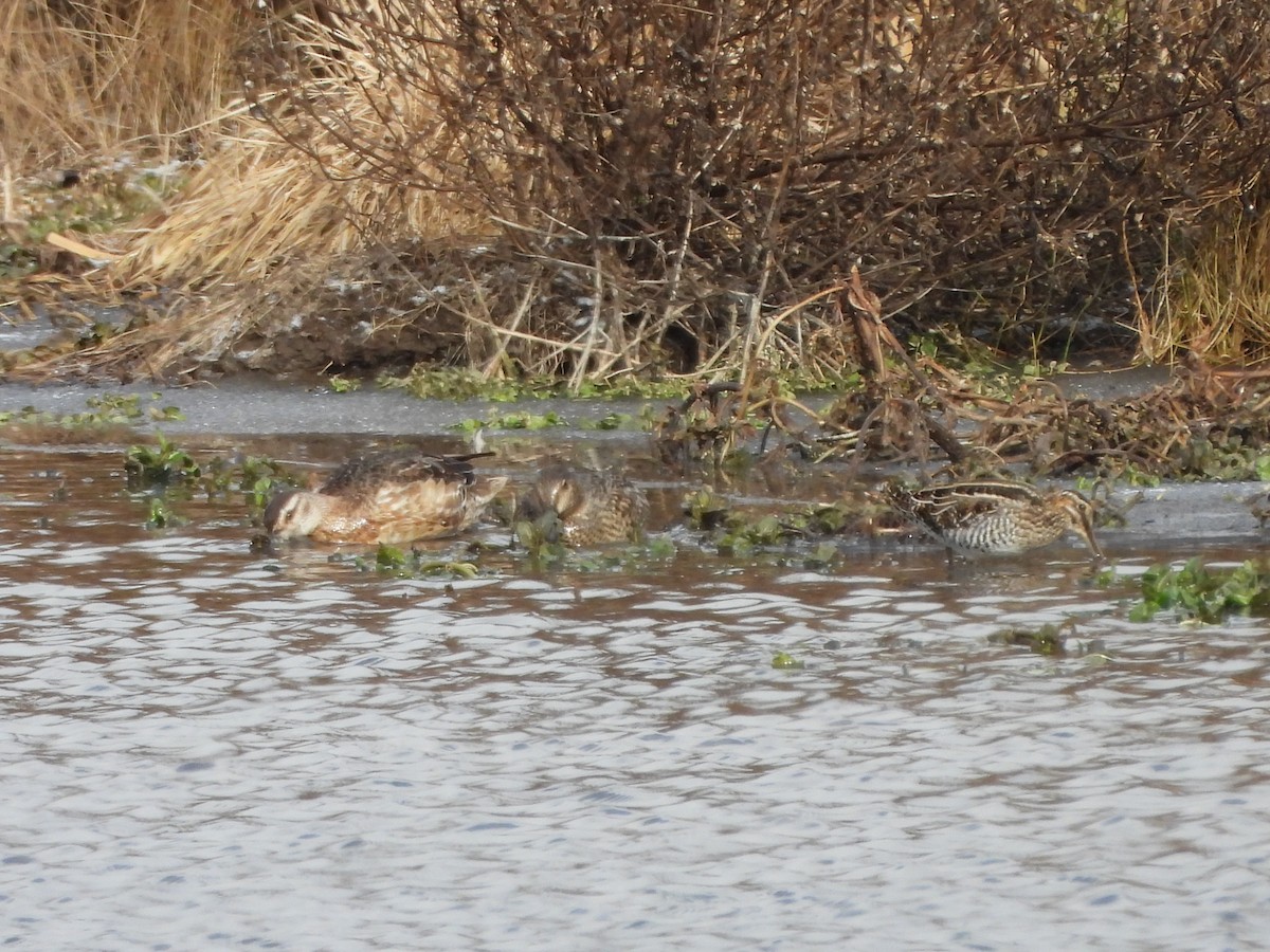 Wilson's Snipe - ML647069885