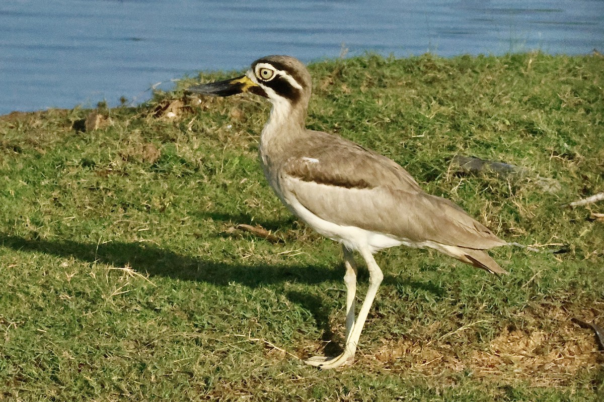Great Thick-knee - ML647069887