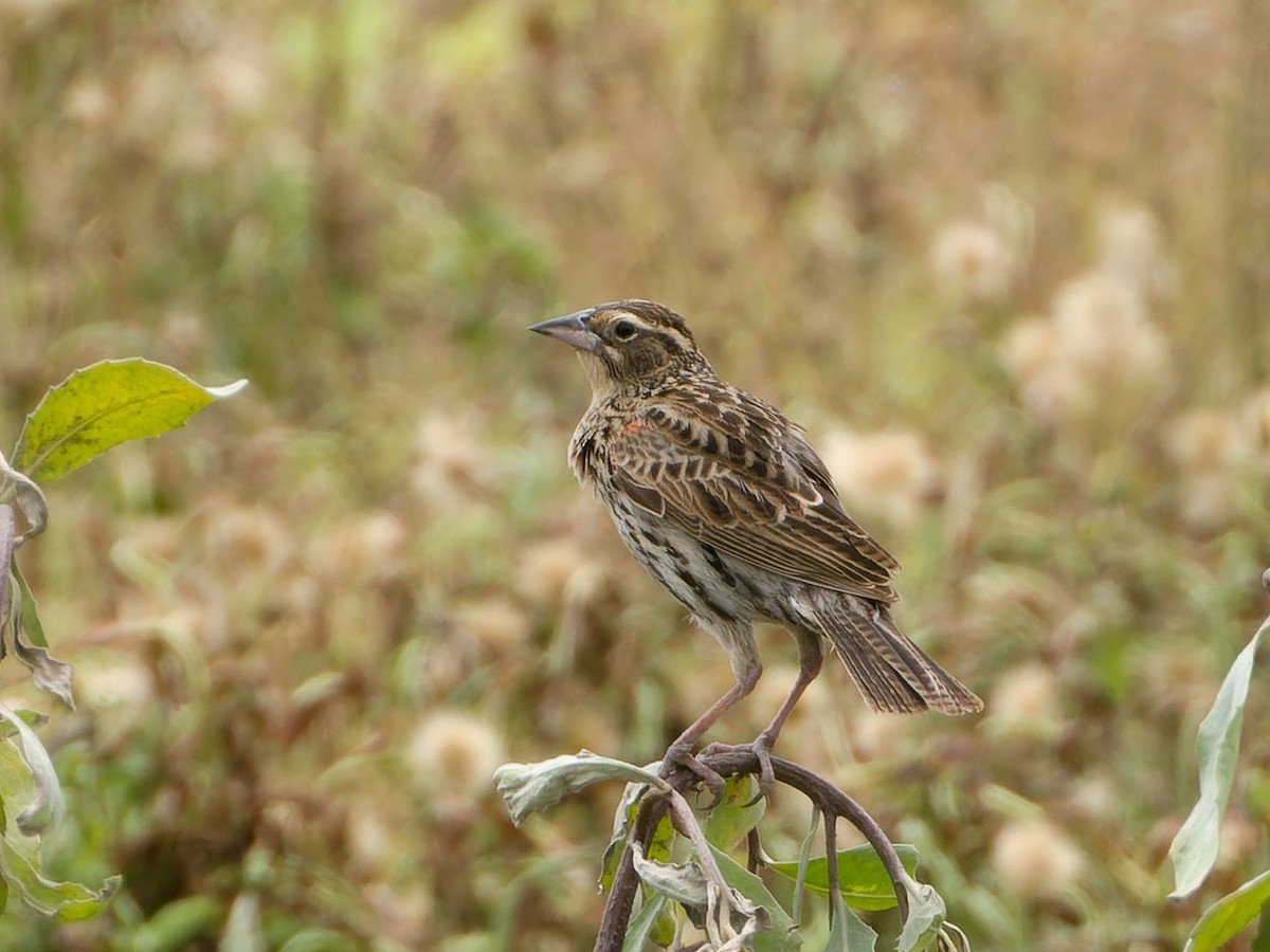 Peruvian Meadowlark - ML647069889