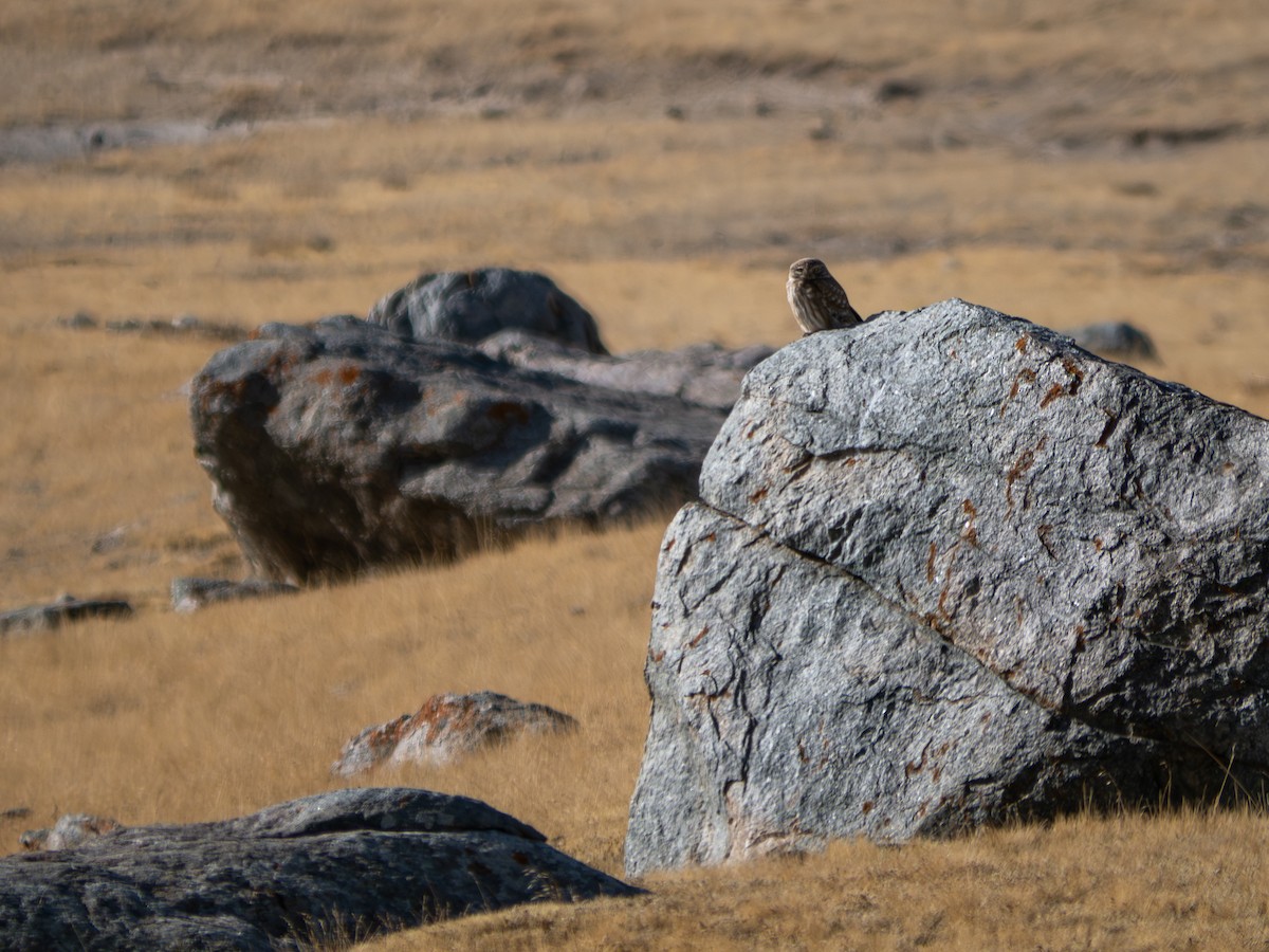 Little Owl - ML647069893