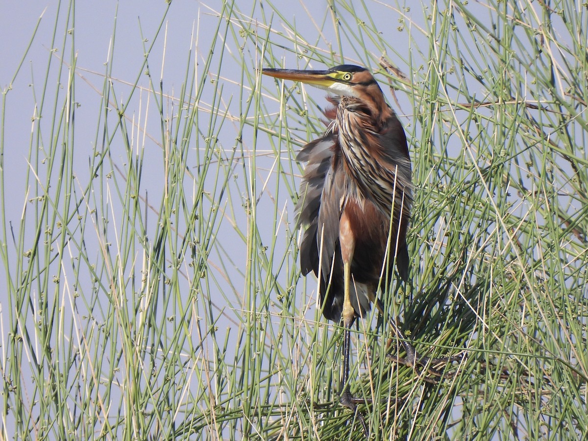 Purple Heron (Purple) - ML647069894