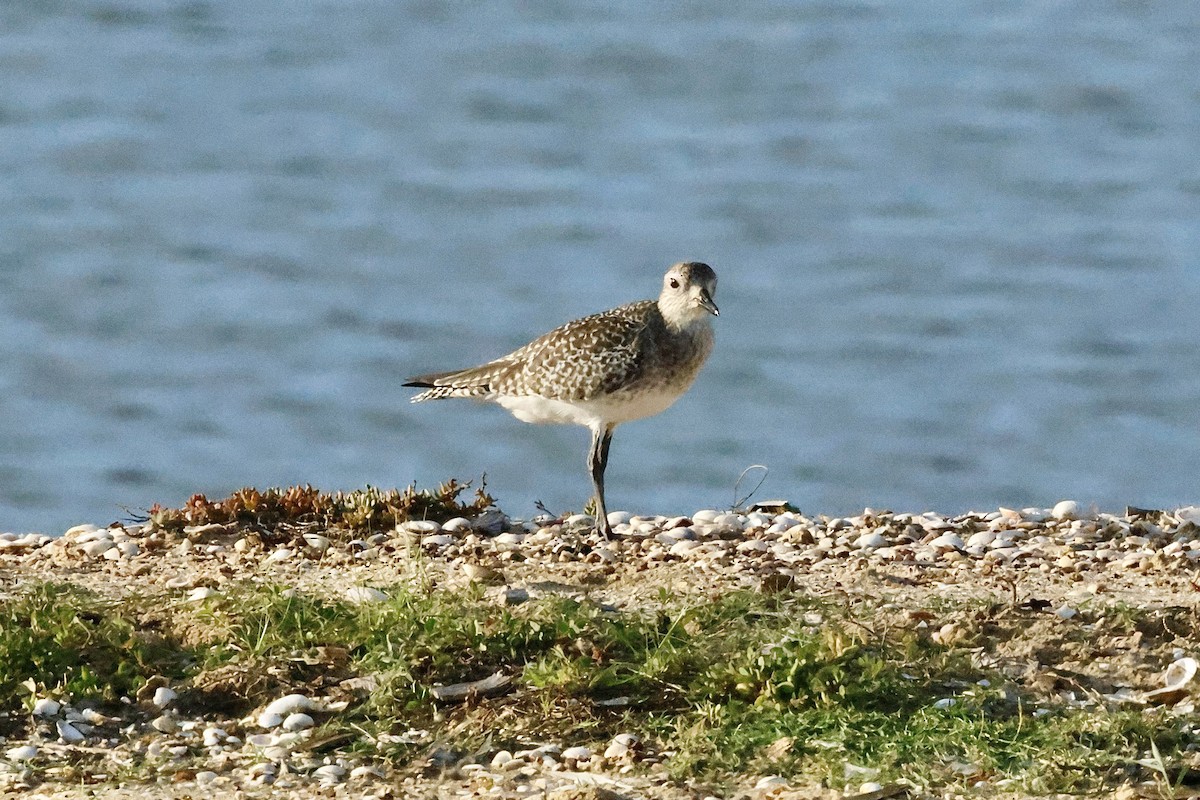 tundralo - ML647069895