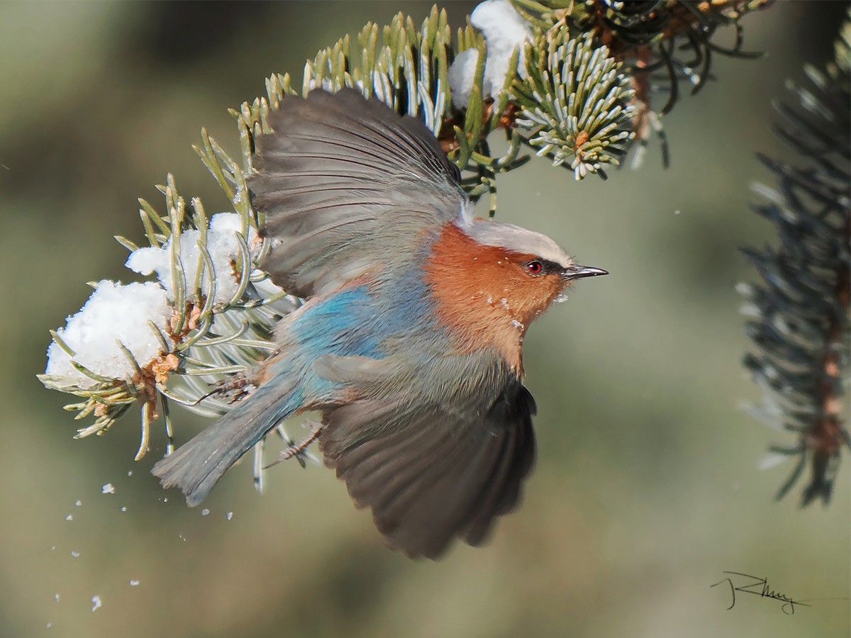 Crested Tit-Warbler - ML647069897