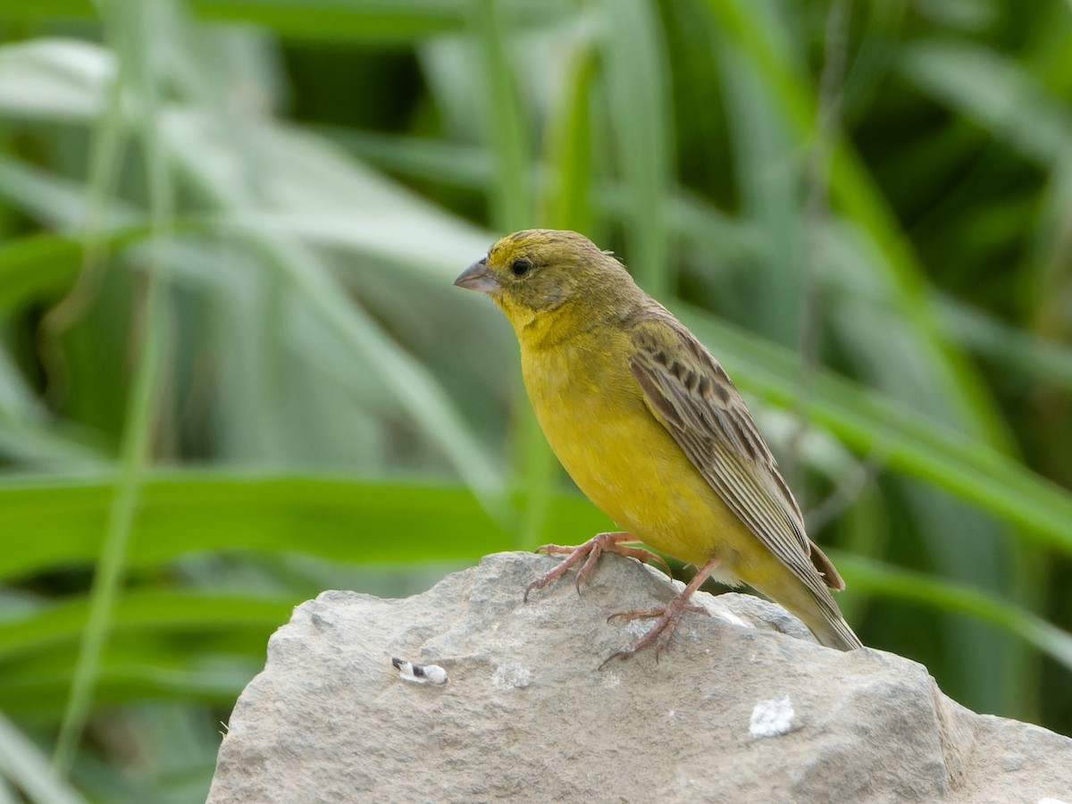 Grassland Yellow-Finch - ML647069899