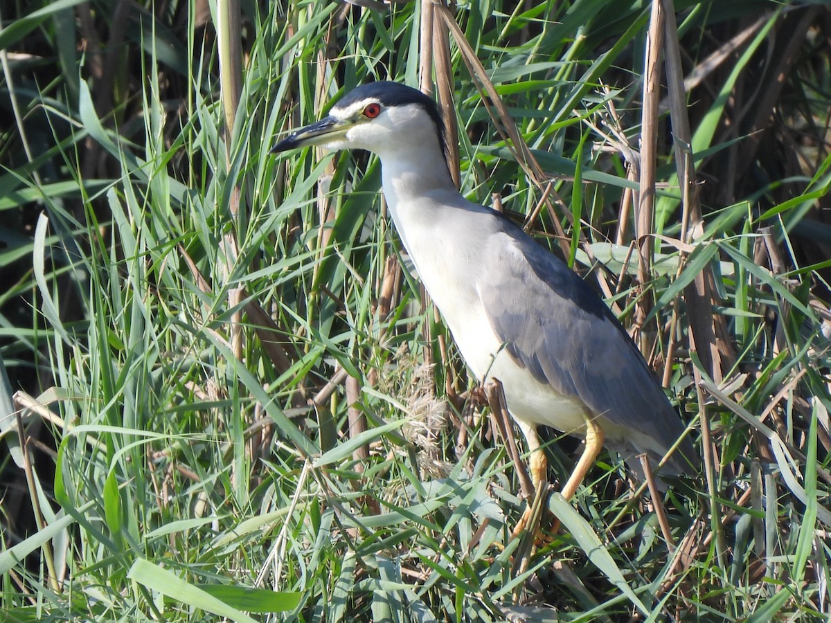 夜鷺 - ML647069903