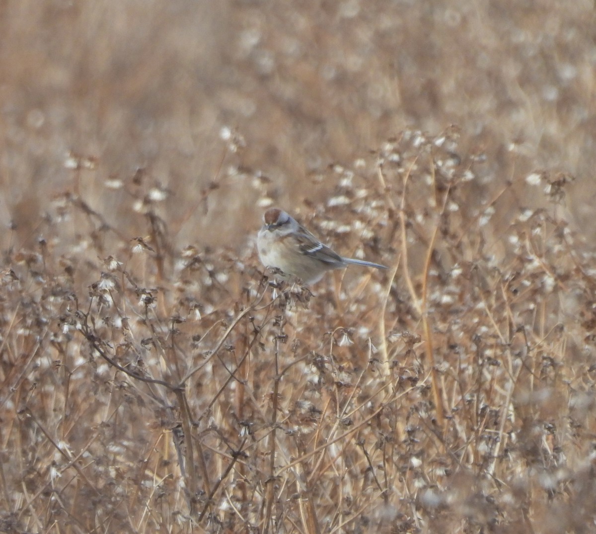 ムナフヒメドリ - ML647069907