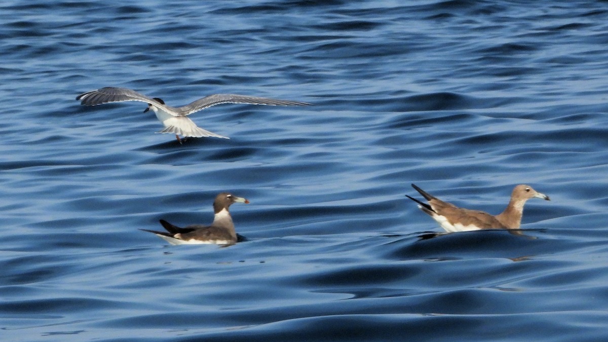 白眉燕鷗 - ML647069910