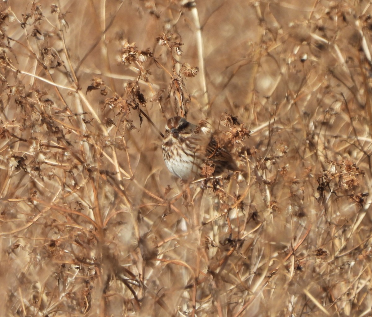 Song Sparrow - ML647069913