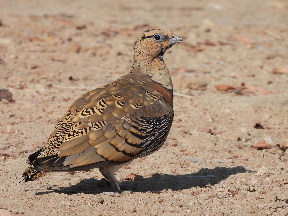 Pin-tailed Sandgrouse - ML647069914
