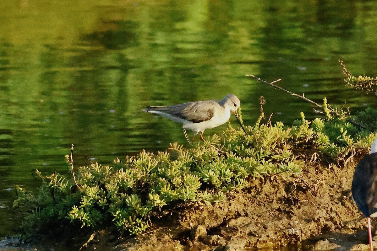 Terek Sandpiper - ML647069918