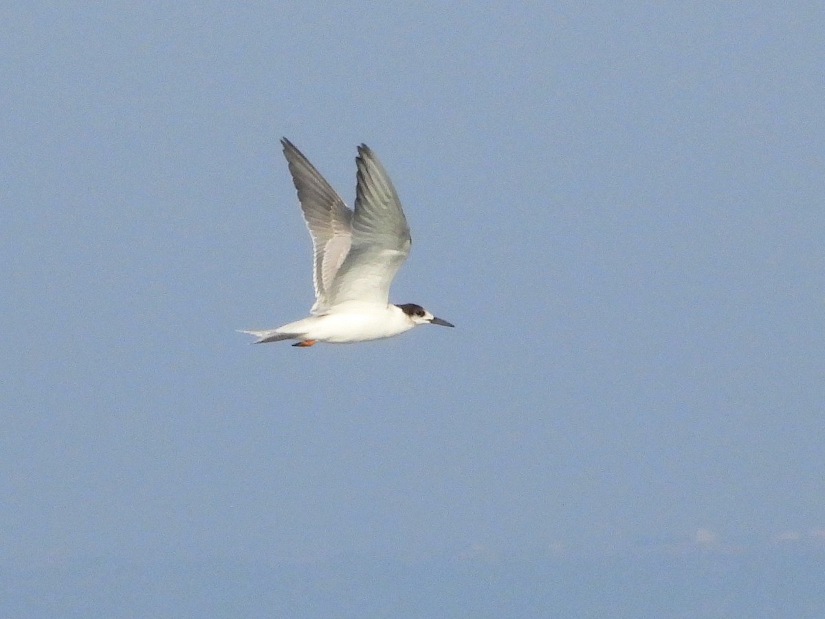 白眉燕鷗 - ML647069919