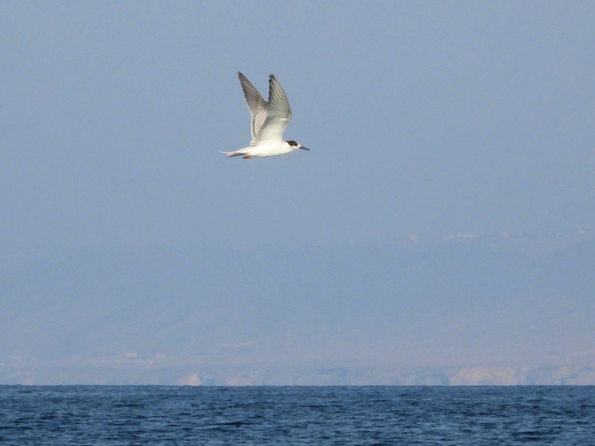 白眉燕鷗 - ML647069920