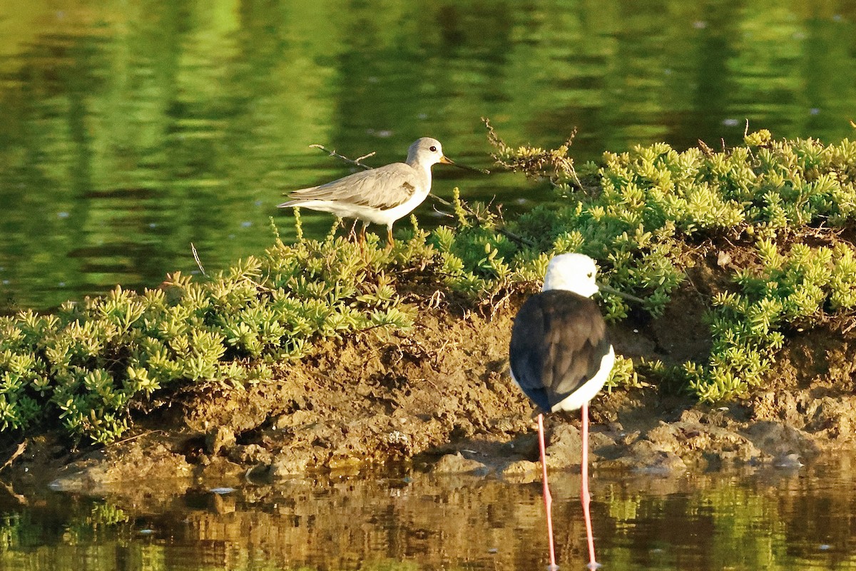 Terek Sandpiper - ML647069921