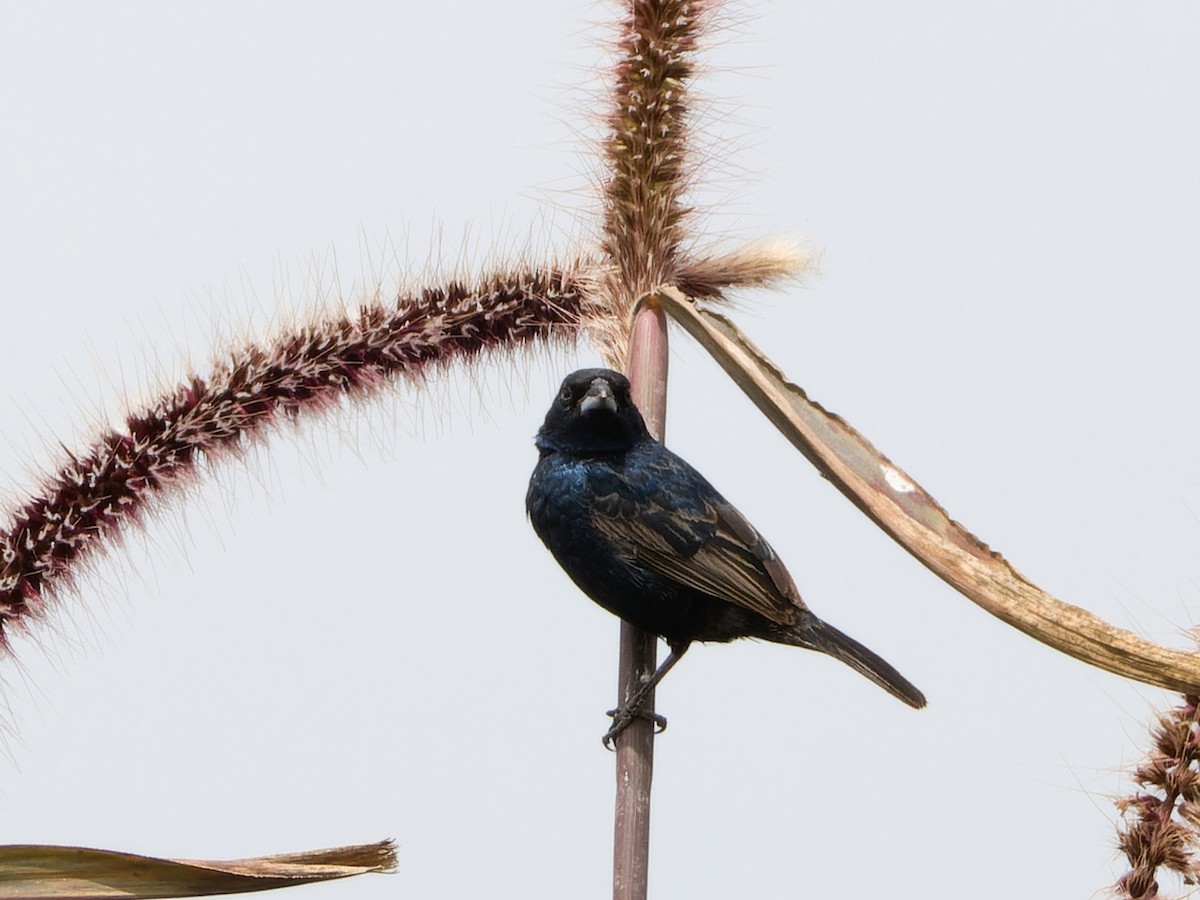 Blue-black Grassquit - ML647069922