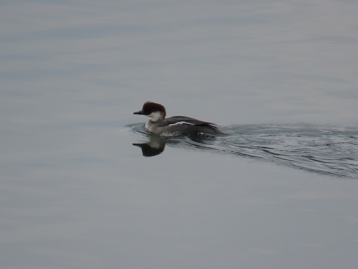 Smew - ML647069923