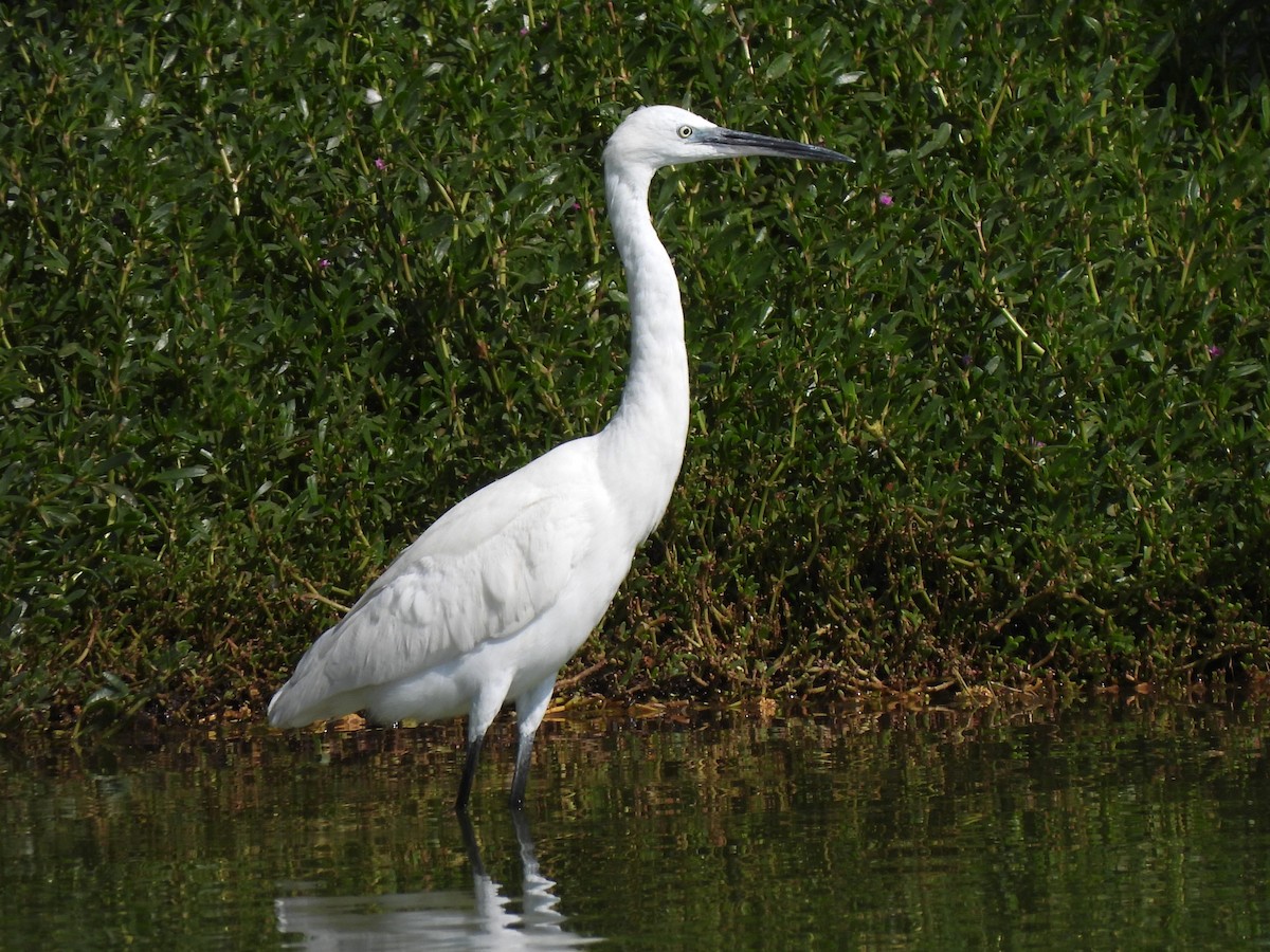 小白鷺 - ML647069925