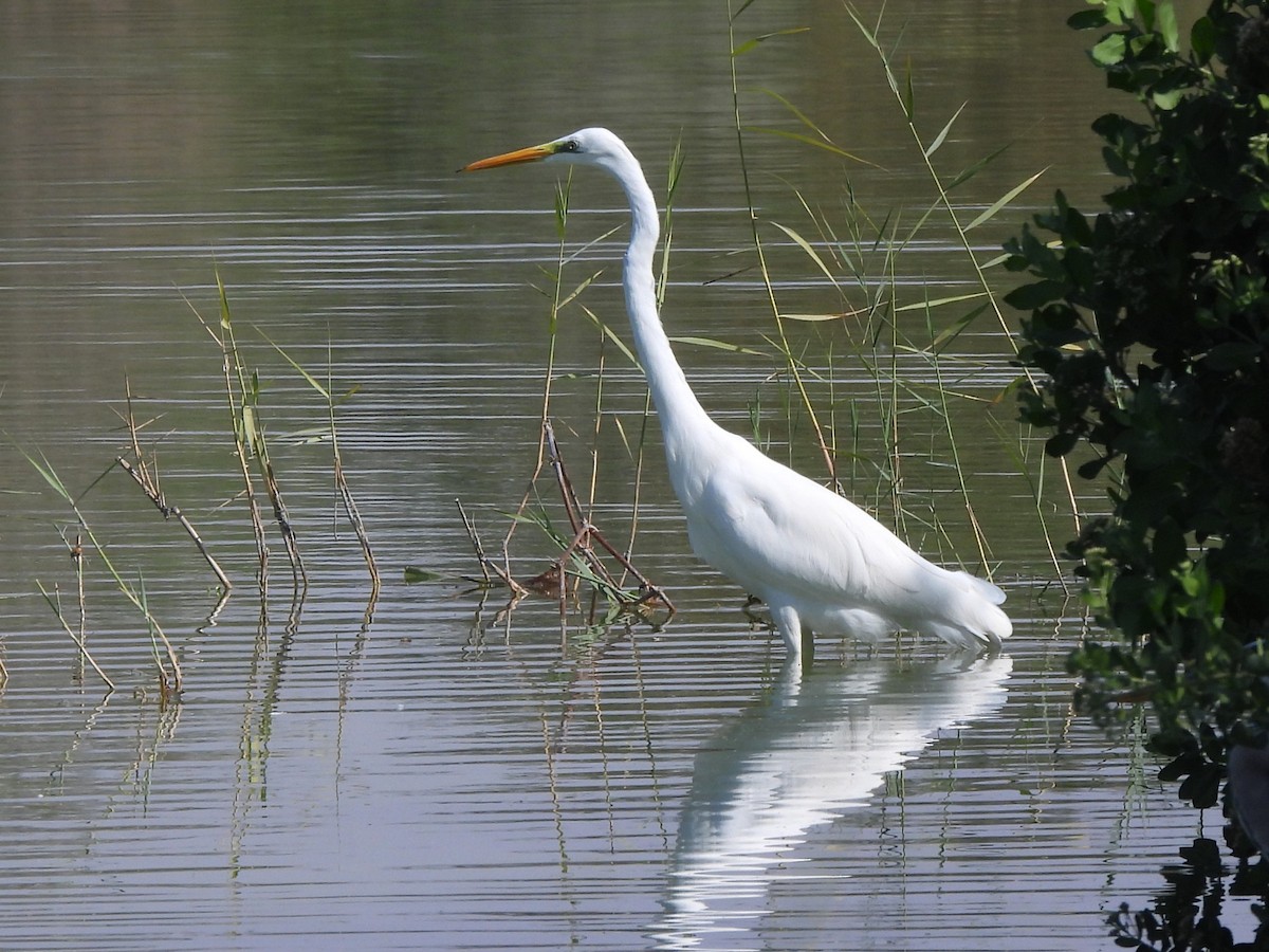 大白鷺 - ML647069928