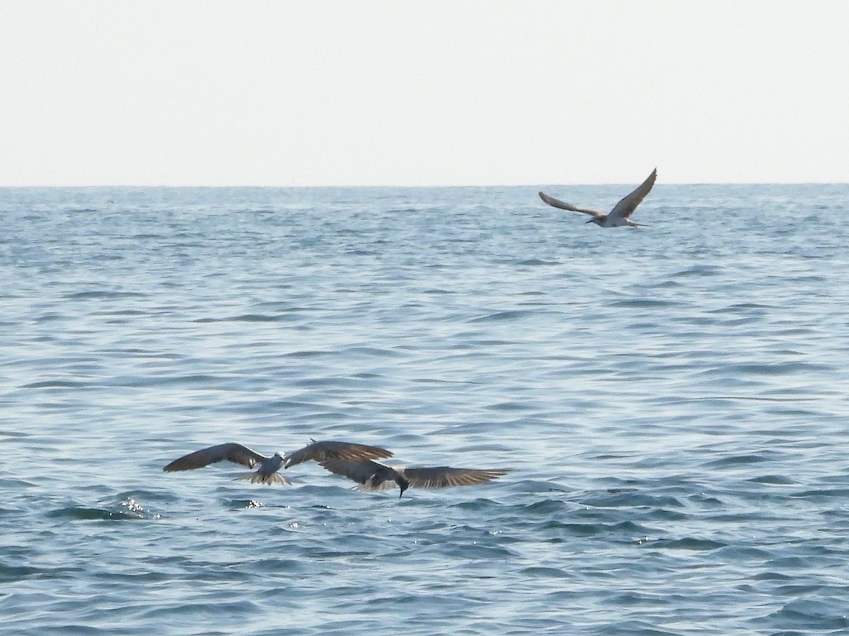 白眉燕鷗 - ML647069932